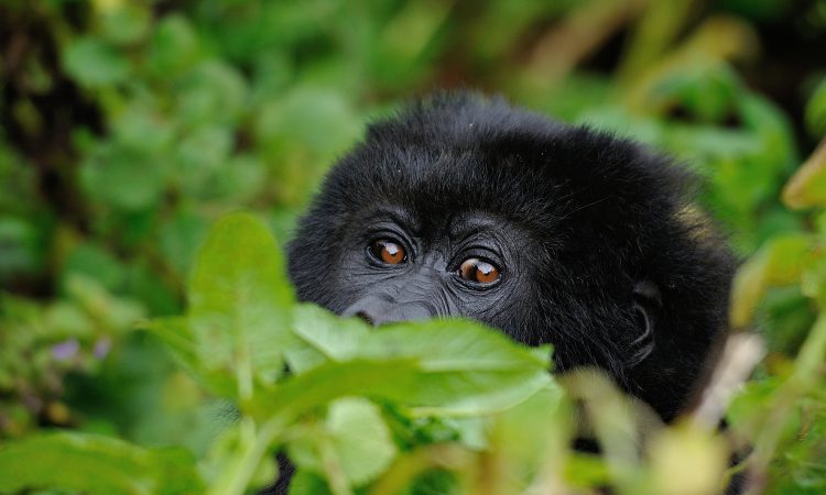 Luxury Gorilla trekking in Congo