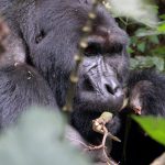 Luxury Gorilla Trekking in Uganda