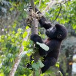 Budget Gorilla trekking in Rwanda