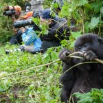 FACTS ABOUT MOUNTAIN GORILLAS.