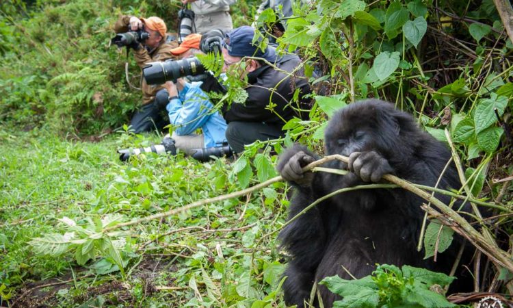 FACTS ABOUT MOUNTAIN GORILLAS.