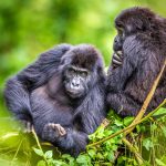 6 days Exclusive Gorilla Circuit in Uganda Bwindi and Mgahinga