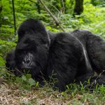Gorilla families in Mgahinga Gorilla National Park.