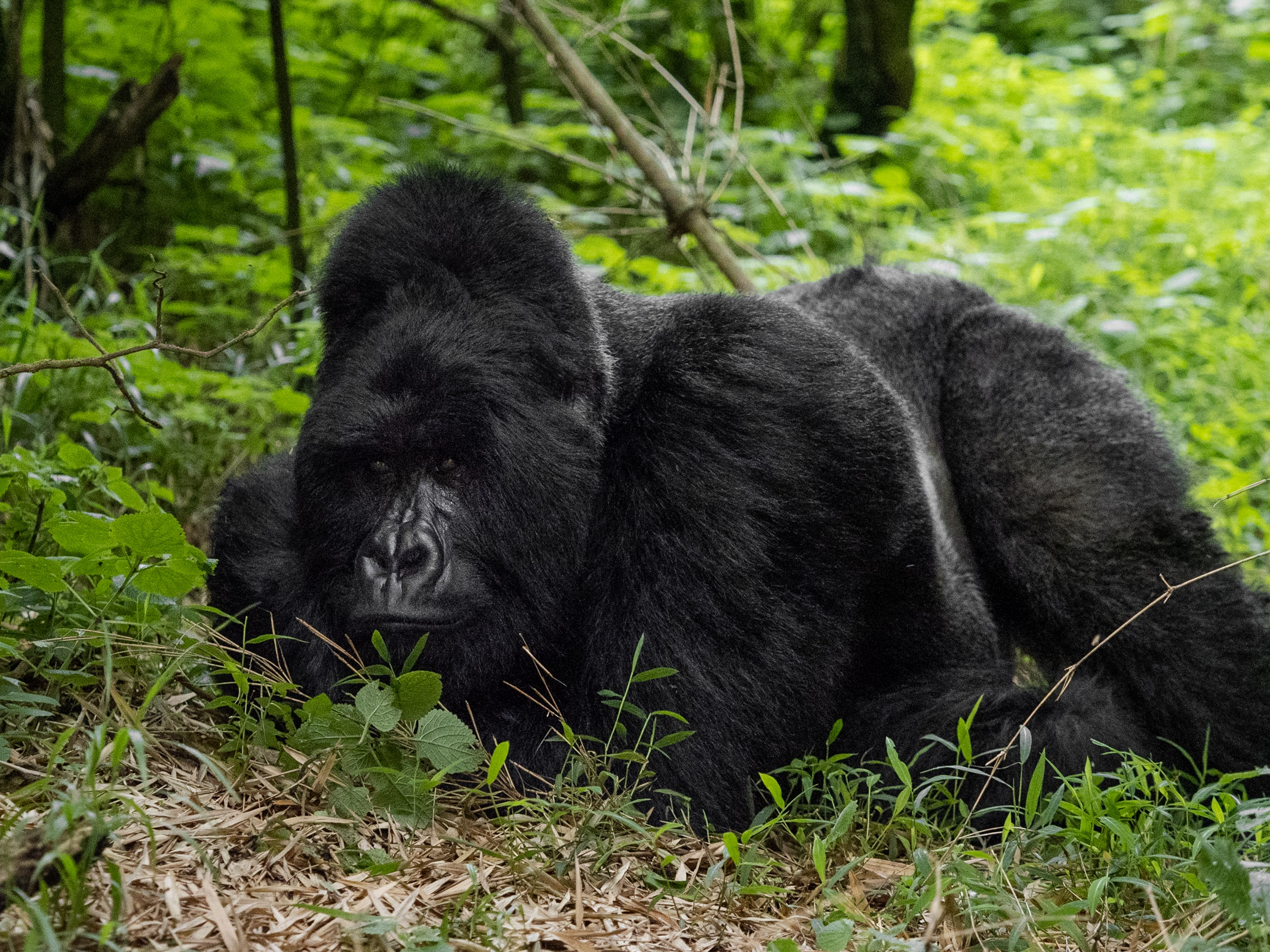 Gorilla families in Mgahinga Gorilla National Park.