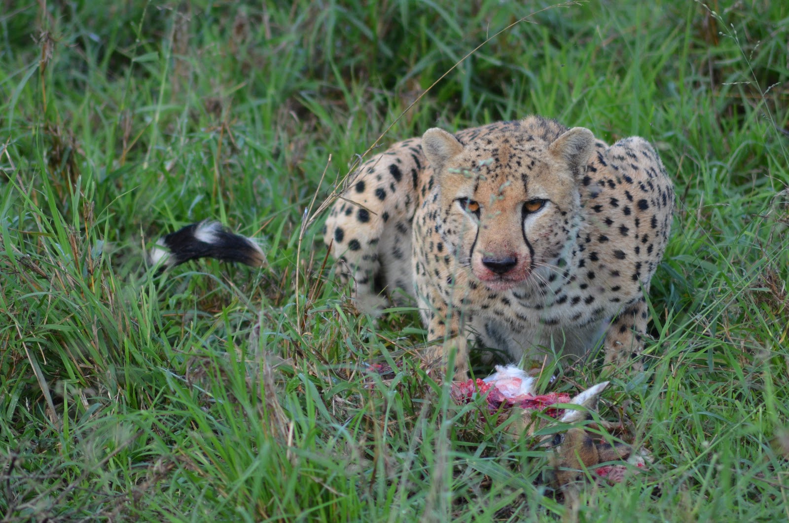 UGANDA’S TOP 8 SAFARI ACTIVITIES.