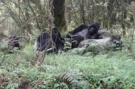 3 Days Mgahinga Gorilla safari