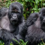ABOUT MOUNTAIN GORILLAS.