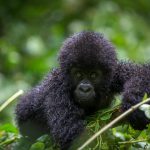 Rwanda gorilla trekking