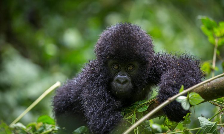 Rwanda gorilla trekking
