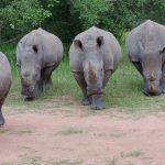 https://www.epicugandavacation.com/uganda/white-rhino-walking-safari-uganda/