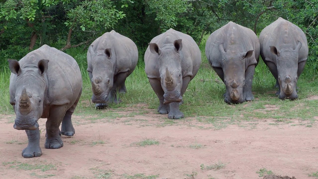 https://www.epicugandavacation.com/uganda/white-rhino-walking-safari-uganda/
