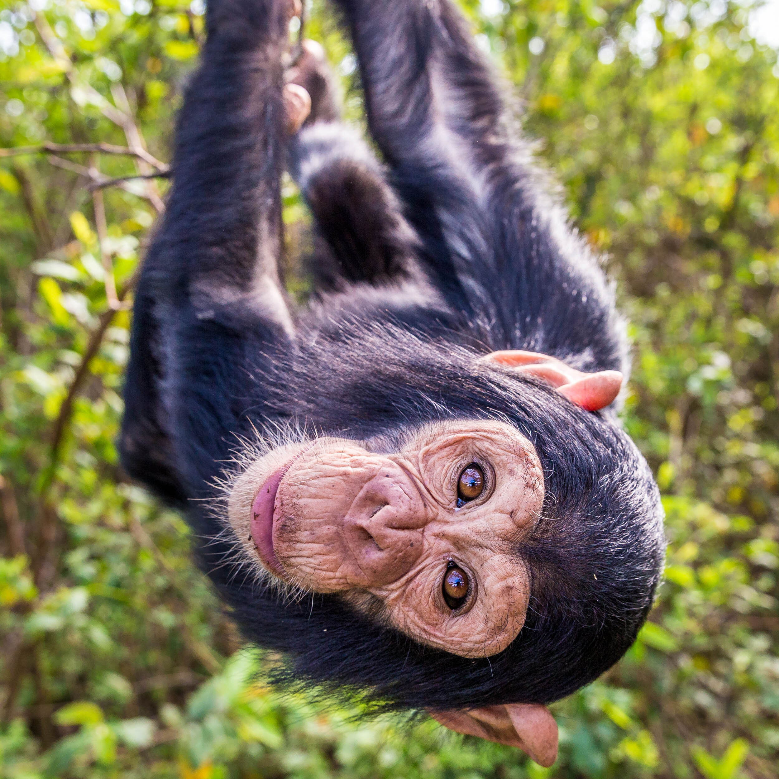Lwiro chimpanzees