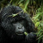 Explore Rwanda Safaris, Gorilla Trekking Vacations & Tour Holidays