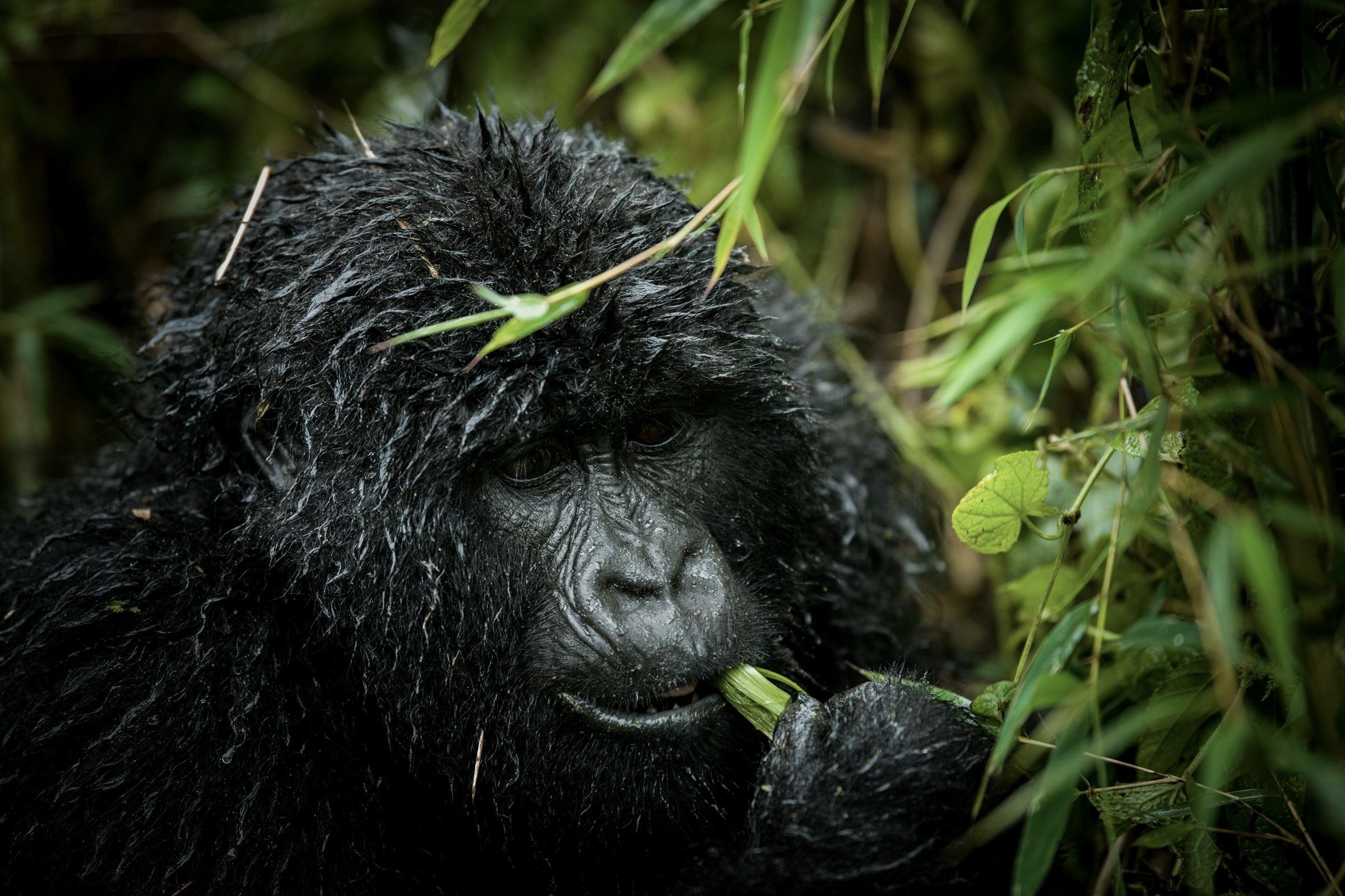 Explore Rwanda Safaris, Gorilla Trekking Vacations & Tour Holidays