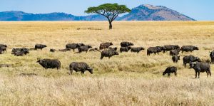 Explore Tanzania Safaris & Tours