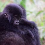 How Much Is Gorilla Trekking in Rwanda