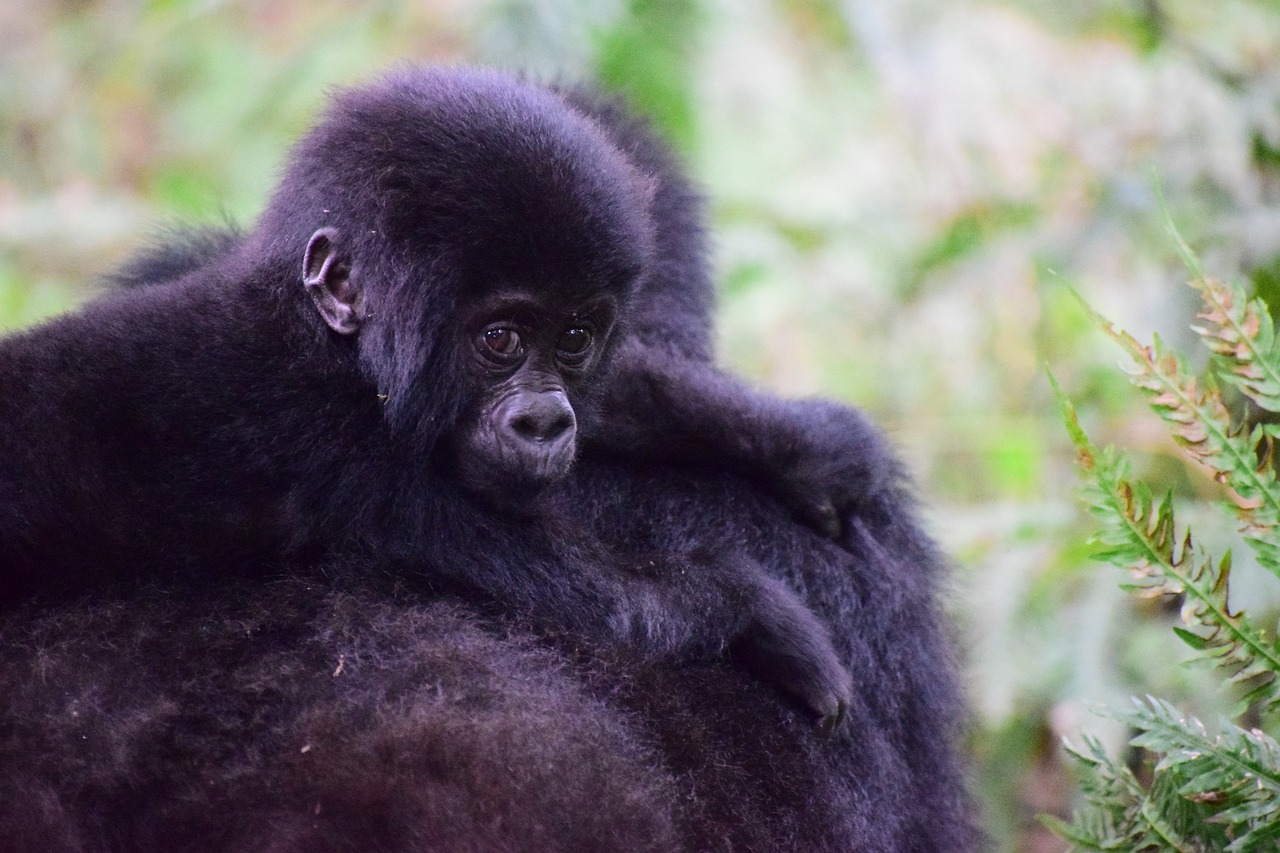 How Much Is Gorilla Trekking in Rwanda