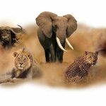 Africa Big Five Safari