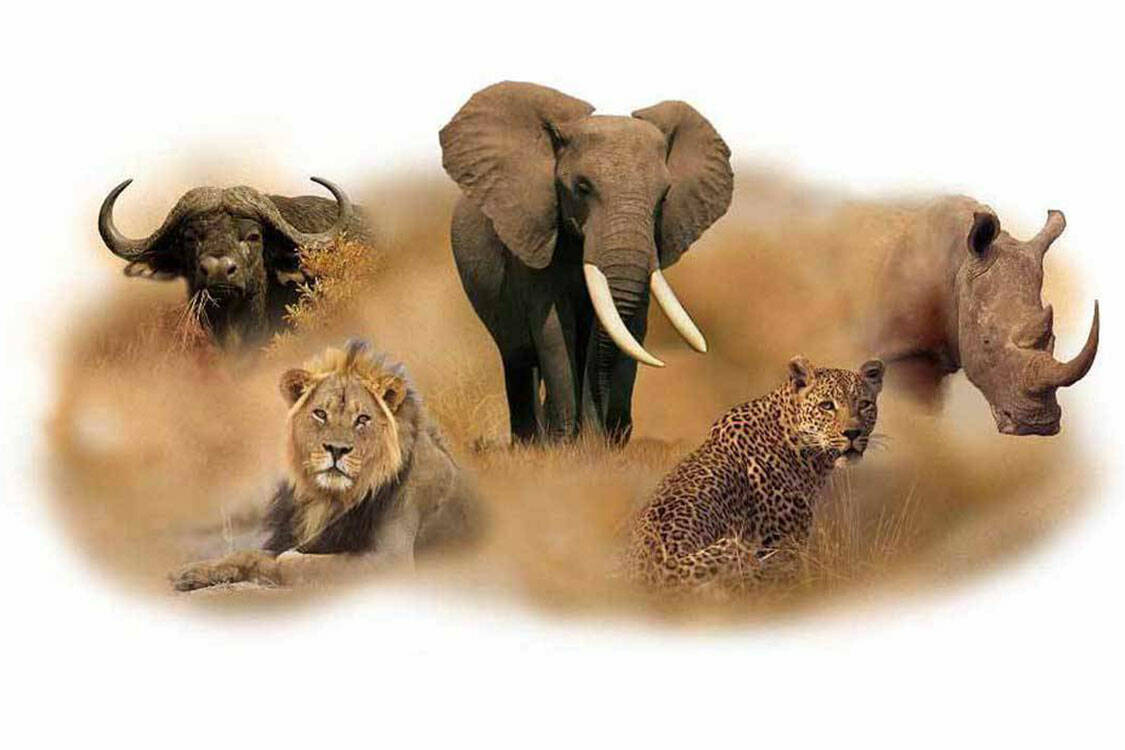 Africa Big Five Safari