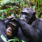 Best Chimpanzee Trekking Locations in Uganda