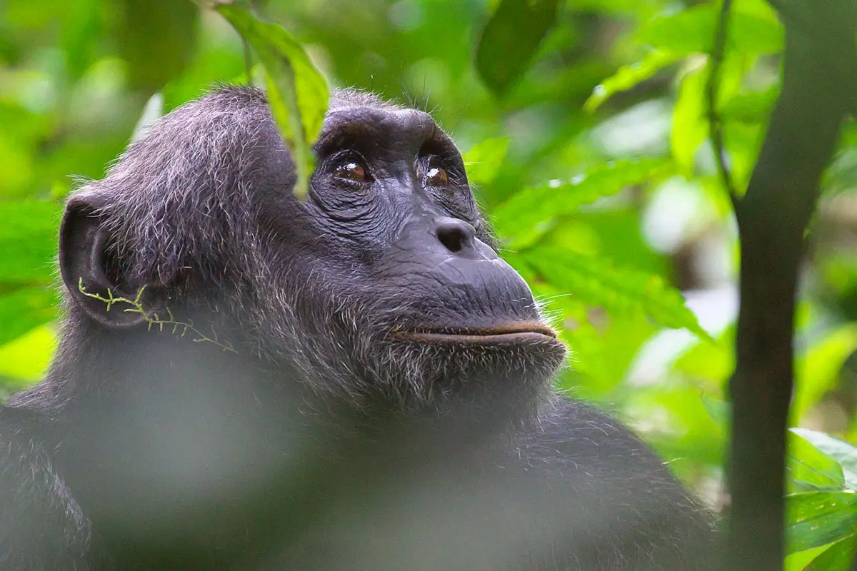 Can I combine gorilla trekking and chimpanzee in a 4 days trip?