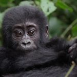 Can I combine gorilla trekking with Mount Rwenzori Hiking?