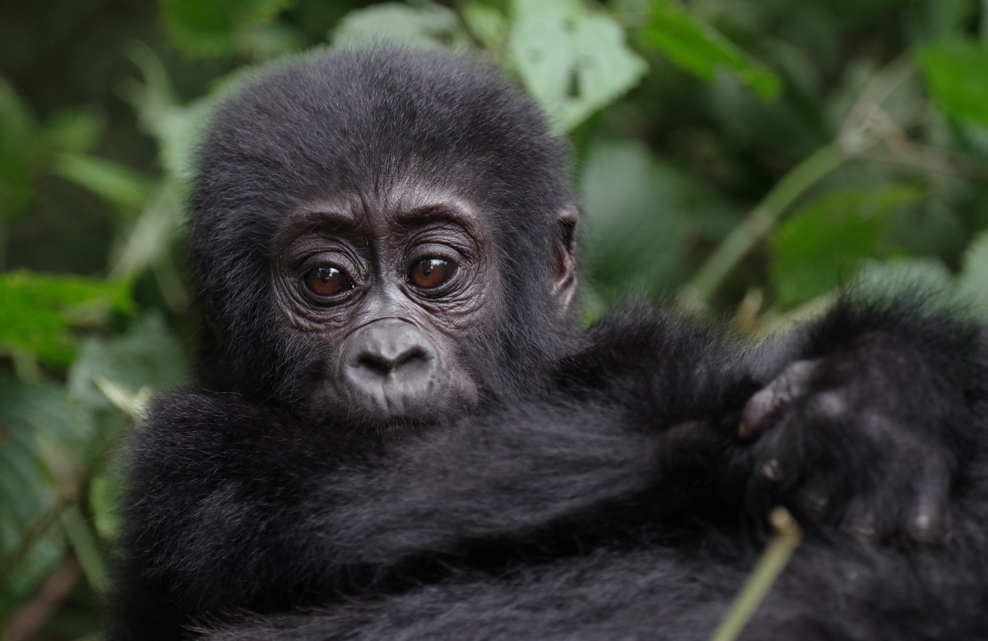 Can I combine gorilla trekking with Mount Rwenzori Hiking?