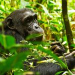 Can I combine gorillas and chimpanzee treks