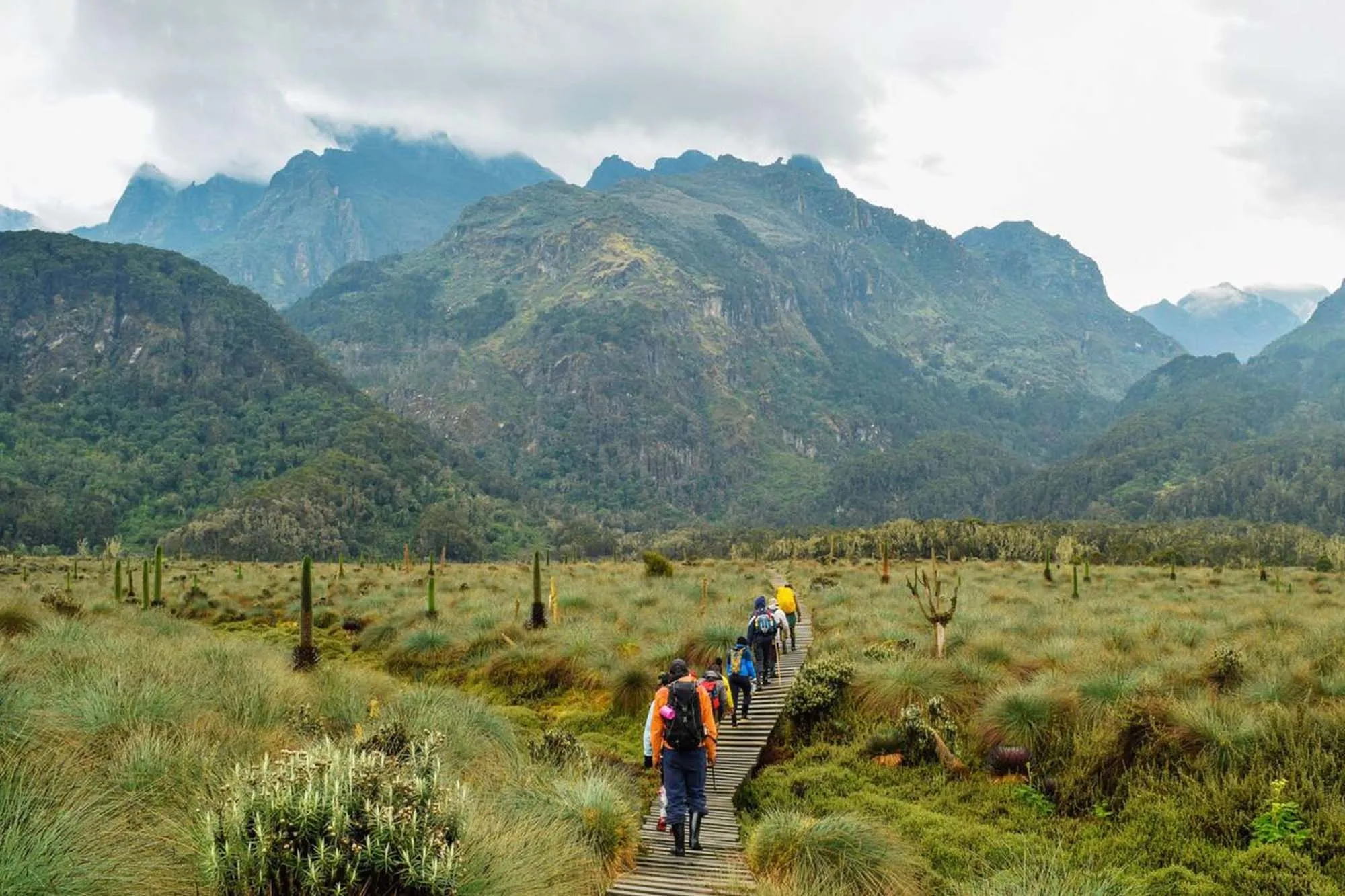 Combining Rwenzori trekking and gorilla trekking