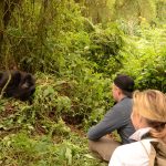 Gorilla Habituation Experience in Uganda