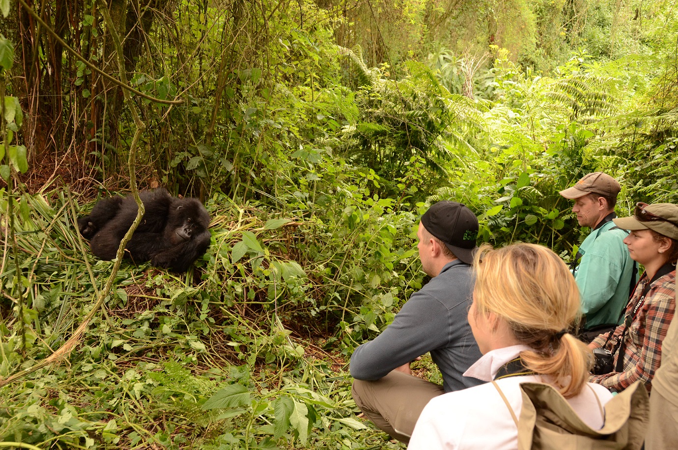 Gorilla Habituation Experience in Uganda