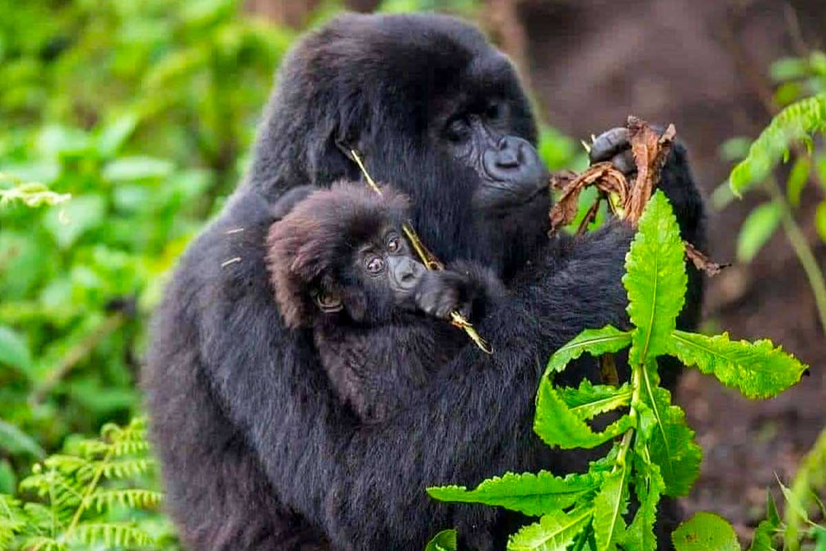 Gorilla Trekking from Kigali to Bwindi