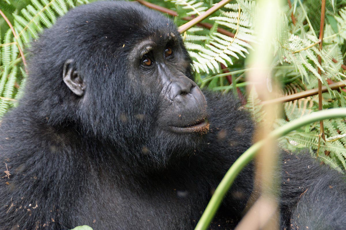 How Much Is Gorilla Trekking in Uganda?