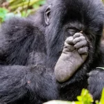 How long does it take to see gorillas?