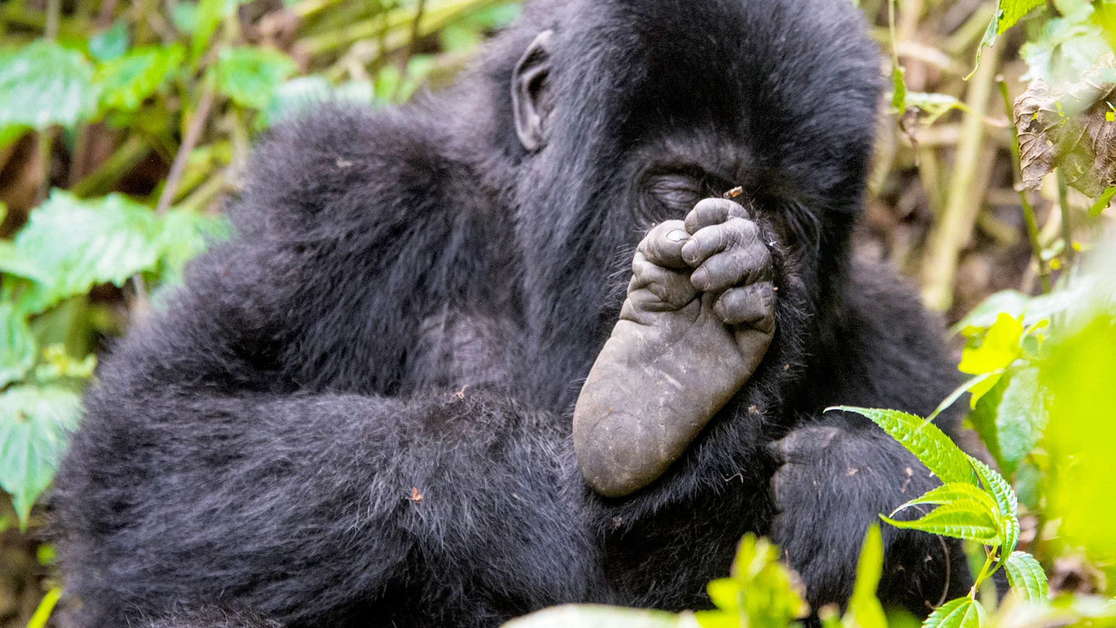 How long does it take to see gorillas?