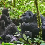 How many gorilla families are in Bwindi National Park?