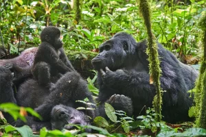 How many gorilla families are in Bwindi National Park?