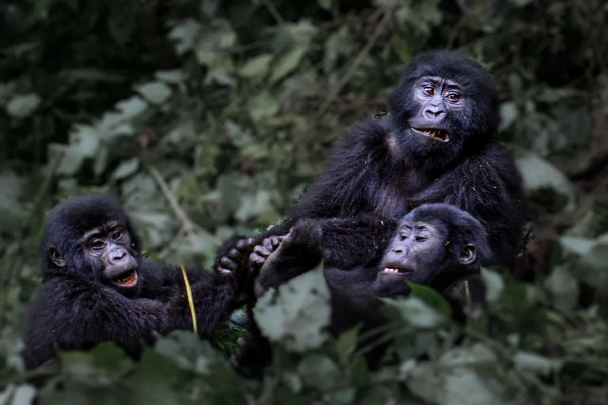 How many gorilla families are in Volcanoes National Park?