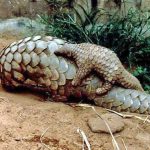 How many pangolin species are around the world?