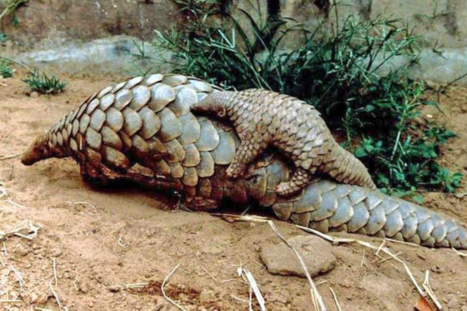 How many pangolin species are around the world?
