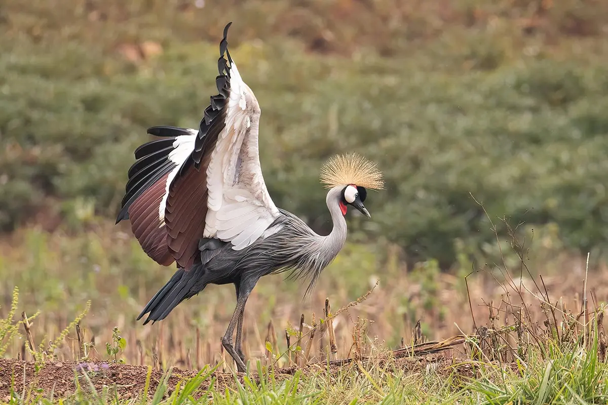 The Best Time for Bird Watching in Uganda
