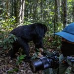 Wildlife Photography in Uganda