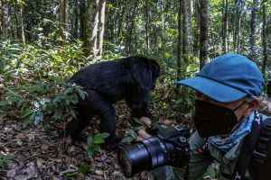 Wildlife Photography in Uganda