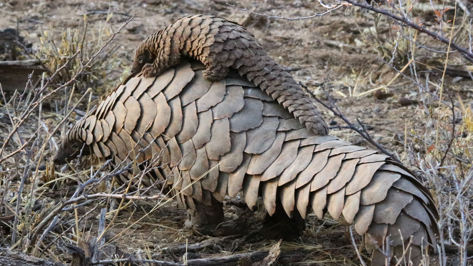 Where Can I See Pangolins in Africa?