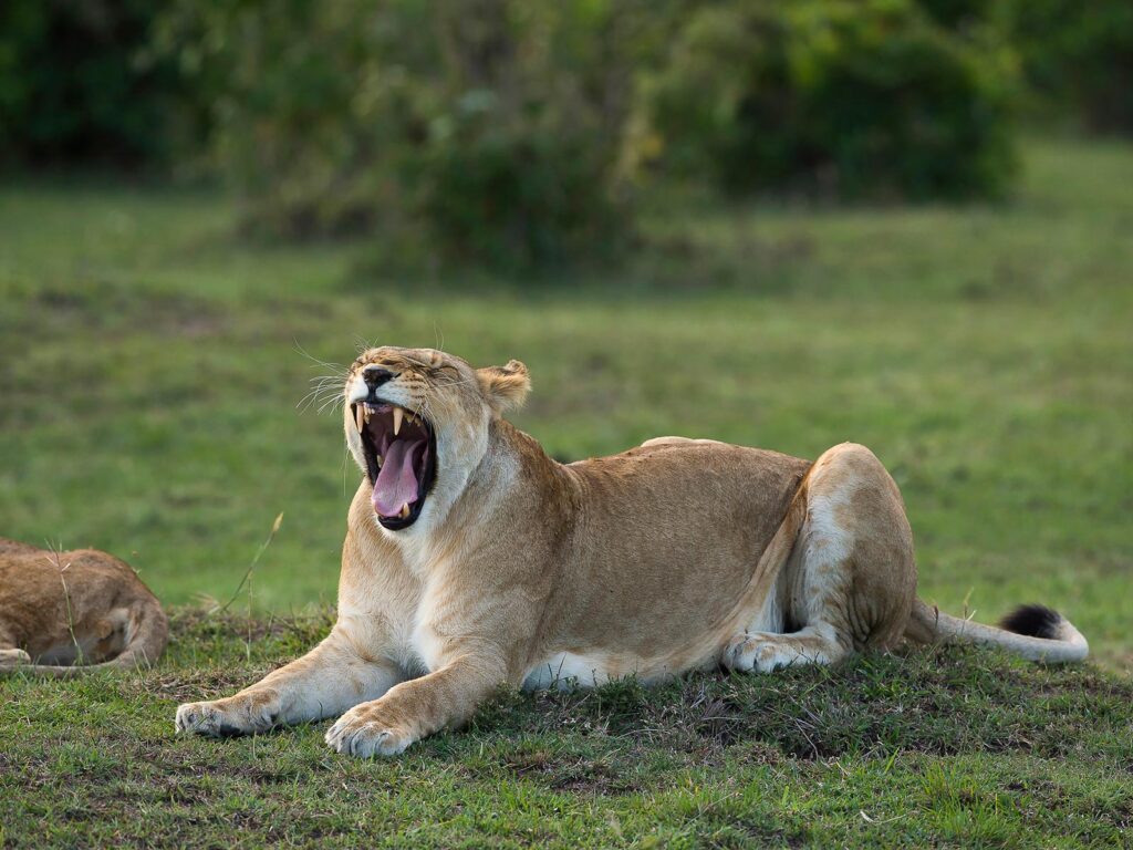 Where Can I See the Big Five in Uganda?