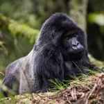 Where can I see Mountain Gorillas in Rwanda?
