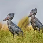 Where is the Best Birding Spot in Uganda?