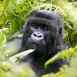 Mountain gorilla