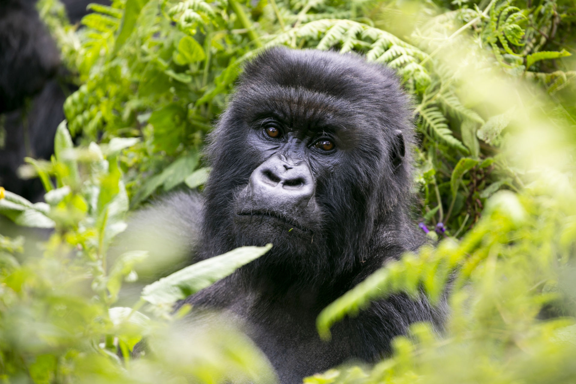 Mountain gorilla
