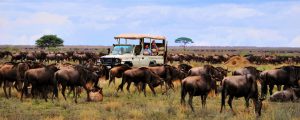 Serengeti national park